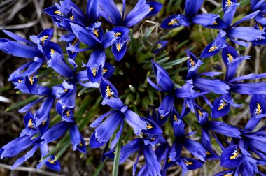 Iris reticulata Harmony cüce süsenleri yakın plan, bir demet mavi çiçek. Yüksek kalite fotoğraf