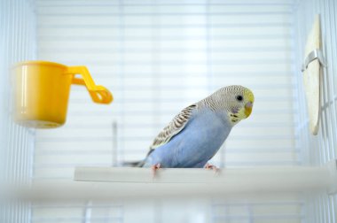 Açık mavi, genç bir Budgerigar muhabbet kuşu Melopsittacus undulatus muhabbet kuşu kafeste. Yüksek kalite fotoğraf
