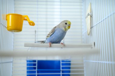 Açık mavi, genç bir Budgerigar muhabbet kuşu Melopsittacus undulatus muhabbet kuşu kafeste. Yüksek kalite fotoğraf