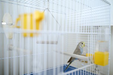 Açık mavi, genç bir Budgerigar muhabbet kuşu Melopsittacus undulatus muhabbet kuşu kafeste. Yüksek kalite fotoğraf
