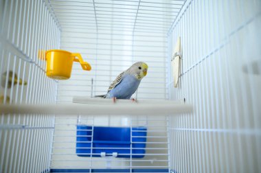 Açık mavi, genç bir Budgerigar muhabbet kuşu Melopsittacus undulatus muhabbet kuşu kafeste. Yüksek kalite fotoğraf
