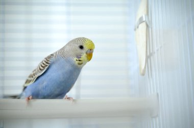 Açık mavi, genç bir Budgerigar muhabbet kuşu Melopsittacus undulatus muhabbet kuşu kafeste. Yüksek kalite fotoğraf