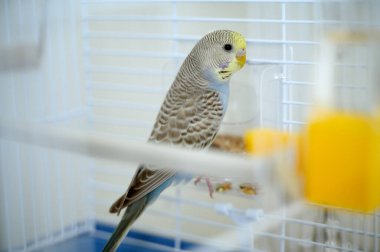 Açık mavi, genç bir Budgerigar muhabbet kuşu Melopsittacus undulatus muhabbet kuşu kafeste. Yüksek kalite fotoğraf