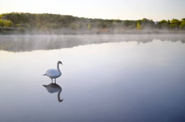 Gölde ya da gölde güzel bir kuğu. Buhar, sis, suyun üzerindeki sis. Lund Skane İsveç. Yüksek kalite fotoğraf