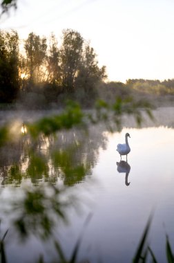 Gölde ya da gölde güzel bir kuğu. Buhar, sis, suyun üzerindeki sis. Lund Skane İsveç. Yüksek kalite fotoğraf
