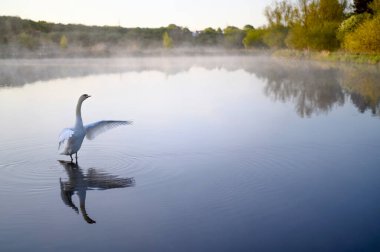 Gölde ya da gölde güzel bir kuğu. Buhar, sis, suyun üzerindeki sis. Lund Skane İsveç. Yüksek kalite fotoğraf