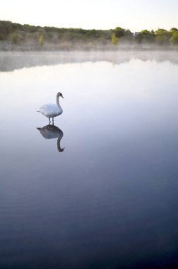Gölde ya da gölde güzel bir kuğu. Buhar, sis, suyun üzerindeki sis. Lund Skane İsveç. Yüksek kalite fotoğraf