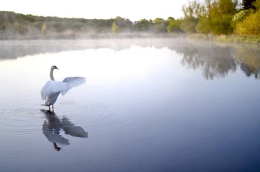 Gölde ya da gölde güzel bir kuğu. Buhar, sis, suyun üzerindeki sis. Lund Skane İsveç. Yüksek kalite fotoğraf