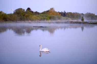 Gölde ya da gölde güzel bir kuğu. Buhar, sis, suyun üzerindeki sis. Lund Skane İsveç. Yüksek kalite fotoğraf
