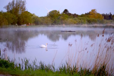 Gölde ya da gölde güzel bir kuğu. Buhar, sis, suyun üzerindeki sis. Lund Skane İsveç. Yüksek kalite fotoğraf