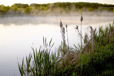 Gölde ya da gölde gün doğumu ışığı. Sis ya da su buharı. Cane veya typha bitkileri. - Evet. Yüksek kalite fotoğraf