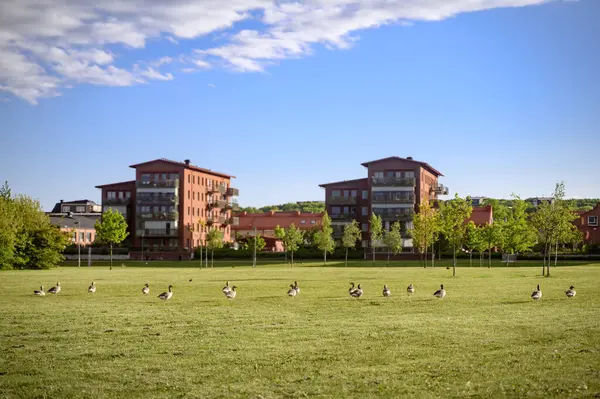 Şehir ya da mahalle evlerinin yakınındaki yabani kazlar. Vahşi yaşam, çevresel sorunlar. Skane İsveç. Yüksek kalite fotoğraf