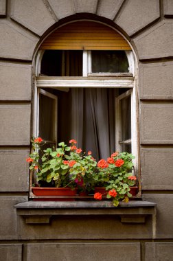 Kırmızı sardunya çiçekleriyle dolu eski bir binada rahat bir pencere. Belgrad Sırbistan 2025. Yüksek kalite fotoğraf