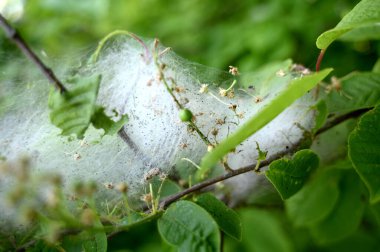 Yaz mevsiminde yeşil yaprakların arasında kuş kirazlı ermin yponomeuta evonymella yumurtası. Yüksek kalite fotoğraf