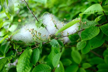 Yaz mevsiminde yeşil yaprakların arasında kuş kirazlı ermin yponomeuta evonymella yumurtası. Yüksek kalite fotoğraf