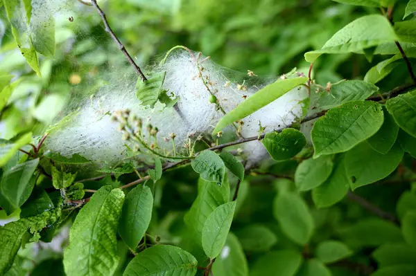Yaz mevsiminde yeşil yaprakların arasında kuş kirazlı ermin yponomeuta evonymella yumurtası. Yüksek kalite fotoğraf