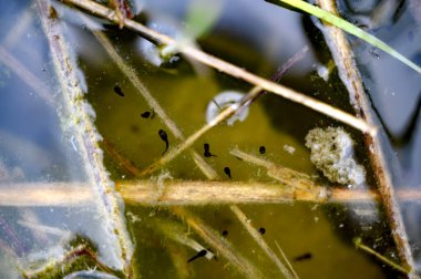 Gölde ya da gölde küçük kurbağa ya da kurbağa yavruları. Doğayı inceliyorum. Skrylle İsveç. Yüksek kalite fotoğraf