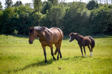 Çayırda ya da çayırda iki at kısrak ve tay. İsveç kırsalında. Yüksek kalite fotoğraf