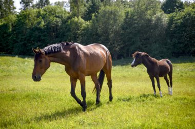 Çayırda ya da çayırda iki at kısrak ve tay. İsveç kırsalında. Yüksek kalite fotoğraf