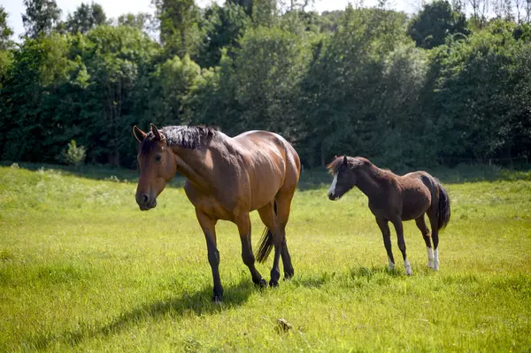 Çayırda ya da çayırda iki at kısrak ve tay. İsveç kırsalında. Yüksek kalite fotoğraf