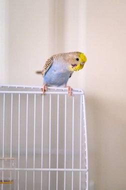 Açık mavi, genç bir Budgerigar muhabbet kuşu Melopsittacus undulatus Muhabbeti. Yüksek kalite fotoğraf