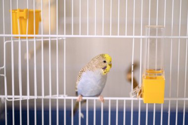 Açık mavi, genç bir Budgerigar muhabbet kuşu Melopsittacus undulatus muhabbet kuşu kafeste. Yüksek kalite fotoğraf