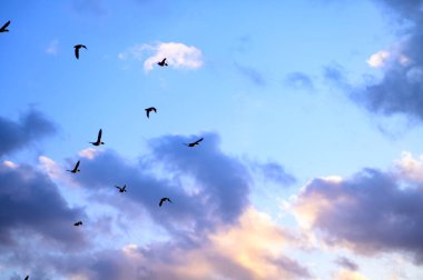 Kuşlar bulutlu günbatımı gökyüzünde uçuyor. Yüksek kalite fotoğraf