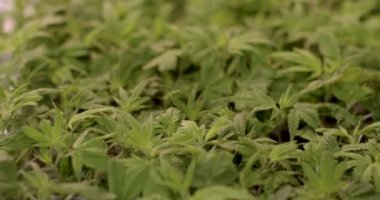 Küçük yeşil bitkilere yakın çekim. Tıbbi marihuana tohumu, dişileştirilmiş ve otomatikleştirilmiş türler. Esrar güvenliği ve tedavi potansiyeline ilişkin bilimsel araştırma.
