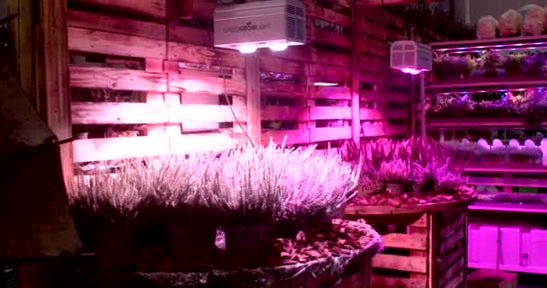 Growing Plants Artificial Light Red Color Growth Acceleration Small Plants — Vídeo de stock