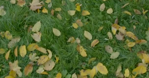Look Your Feet Green Grass Yellow Fallen Leaves Relaxation People — Stockvideo