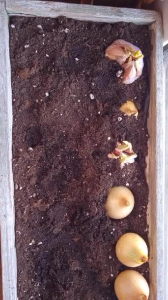 タマネギの球根を土で自宅の鍋に植える 動くな タマネギは寒い季節の作物で 植え付けるのに最適な時期は早春です — ストック動画