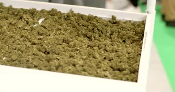 Duży Pakiet Marihuany Międzynarodowych Targach Konopi Ziół Leczniczych Legalna Sprzedaż — Wideo stockowe