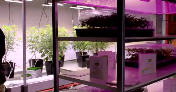 Cannabis Plants International Medical Herbs Trade Show Modern Technology Growth — Stock Video