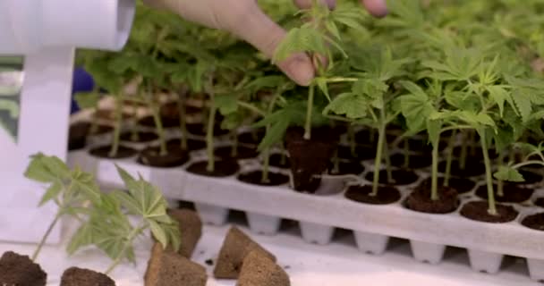 Close Van Kleine Groene Planten Grond Planten Cannabis Zaailing Van — Stockvideo