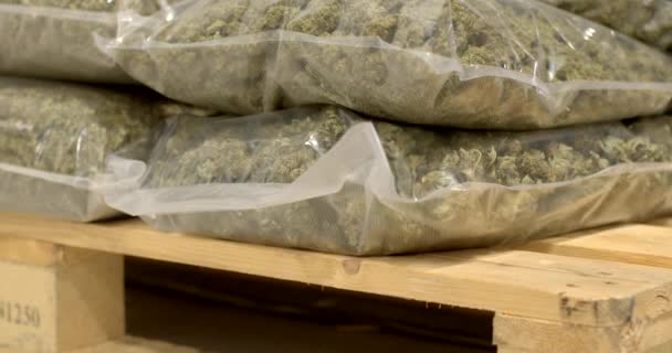 Viele Tüten Mit Getrocknetem Cannabis Lagerung Des Cbd Produkts Vor — Stockvideo
