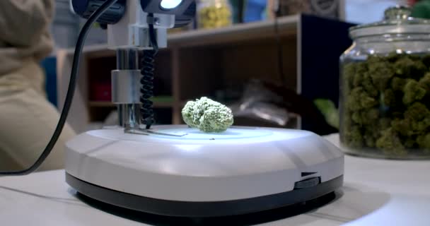Nyers Kannabisz Anyag Egy Mikroszkóp Objektumon Van Fény Megvilágítja Textúrát — Stock videók