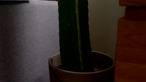 Lungo Cactus Verde Nella Stanza Alla Luce Della Finestra Piante — Video Stock