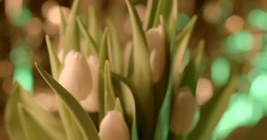 Focus motion close-up of white tulip buds, green leaves Source of allergic reaction, pungent smell, flower pollen Irritant.