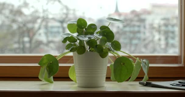 Ofisteki Pencere Eşiğinde Çiçek Yeşili Yapraklar Pencerenin Yanındaki Kadın Rahatla — Stok video