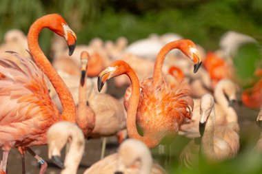 Resimli bir alanda canlı bir flamingo grubu yan yana durarak güzel manzarayı güzelleştirirken görülebilir.