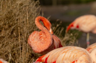 Bir grup zarif flamingo şu anda yemyeşil çimenlere uzanmış doğal çevrelerinin huzurlu güzelliğinin tadını çıkarıyorlar.