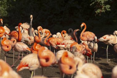 Büyük ve canlı bir flamingo sürüsü doğal ortamlarında birbirlerine yakın duruyorlar, güzel özelliklerini ve renklerini sergiliyorlar.