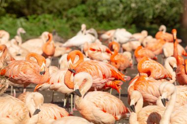 Geniş ve açık bir alanda, büyük bir güzel flamingo sürüsü zarifçe duruyor, çevrelerine canlı renkler ekliyor.
