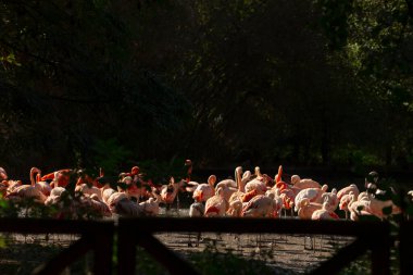 Zarif bir flamingo sürüsü, sakin ve pitoresk bir su kütlesine bakan bir köprüde zarifçe ayakta durabilir.