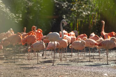 Güzel bir flamingo sürüsü zarif bir şekilde yerde duruyor ve etraflarındaki doğal manzaranın ortasında canlı renklerini sergiliyor.