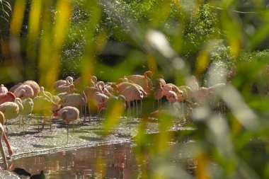 Canlı bir flamingo sürüsü, bereketli ağaçlar ve zengin yeşilliklerle çevrili sakin bir gölette zarif bir şekilde duruyor.