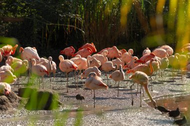 Güzel bir flamingo sürüsü zarif bir şekilde sakin sularda duruyor, canlı renklerini ve zarif duruşlarını sergiliyor, çarpıcı bir manzara yaratıyor.