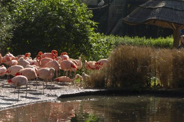 Zarif bir flamingo sürüsü kıyıda berrak bir su kütlesinin yanında görkemli bir şekilde duruyor.