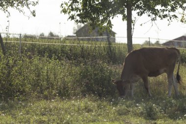 Huzurlu ve huzurlu kırsal bir ortamda, huzurlu bir inek ağaçlarla çevrili yemyeşil bir alanda otluyor.