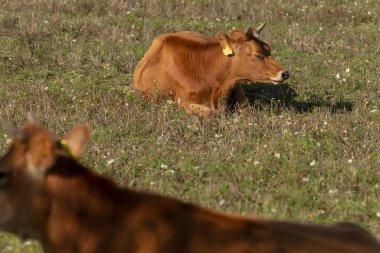 Buzağılar yemyeşil çayırlarda huzur içinde dinlenirken parlak altın güneş ışığı gerçekten huzur verici bir manzara yaratır.